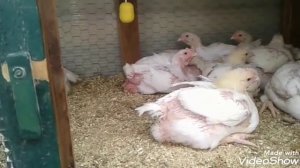 РАСКЛЕВ У КУР♡ ЧТО ДЕЛАТЬ♡ БРОЙЛЕРЫ♡ КРОЛИКИ♡БЫТОВУХА♡
