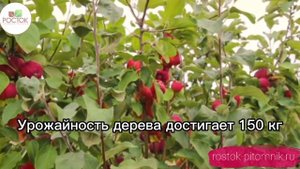 ?Яблоня Серебряное копытце? Питомник Росток!