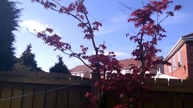 Acer Atropurpureum - In Spring (part 1) смотреть онлайн