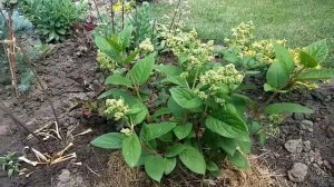 Роза Бланк меньяндекор,Чандос бьюти,Луиза де Марияк,проблемы в моем саду,с розами.....