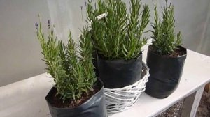 Лаванда Узколистная. Обзор саженцев лаванды