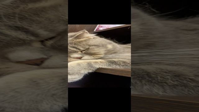 Пуша отдыхает / Pusha is resting