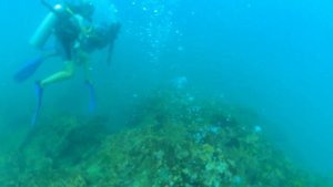 Дайвинг на Шри Ланке первое погружение, цены, обучение и рыбы