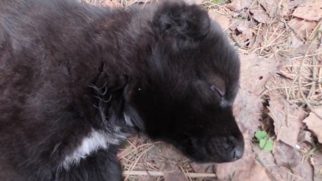 Дикий Дик - что тебе снится... Сон в диком лесу. смотреть онлайн