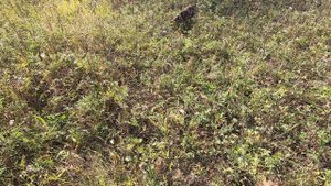 охота на куропаток. куропатки. охота с курцхааром.