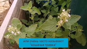 Пряные травы: котовник и мелисса. Их сходство и различия!
