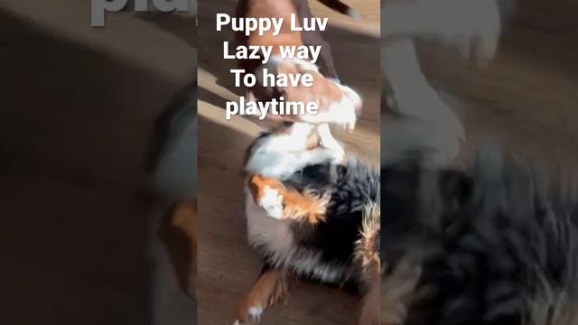 Puppy Luv- playtime the lazy way