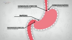 Анатомия желудка