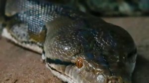 ТОП 5 САМЫХ БОЛЬШИХ ЗМЕЙ В МИРЕ