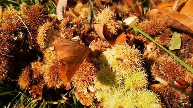 Как выглядит дерево съедобный каштан. Castanea sativa, the sweet chestnut, Spanish chestnut . смотреть онлайн