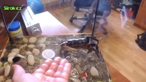 Радужный краб. Берём на руки