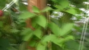 ЕЖЕВИКА Прайм Арк Фридом, изучаем сорт(часть 3)