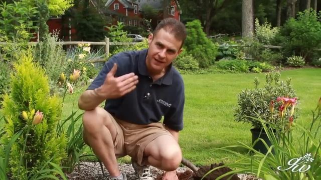 Summer Planting! How to plant variegated azalea silver sword! The perfect addition to your garden. смотреть онлайн