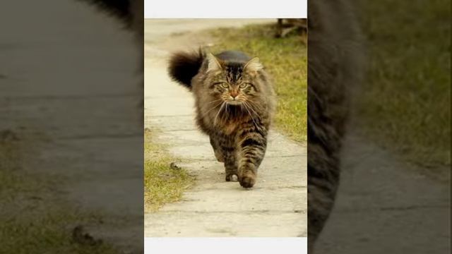 Почему кошки смотрят в угол, или на потолок/что они там могут видеть смотреть онлайн