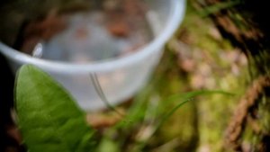 Родились пауки-волки Alopecosa striatipes