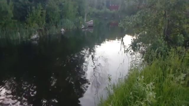 Бобры на реке Валуй 2018 год . смотреть онлайн