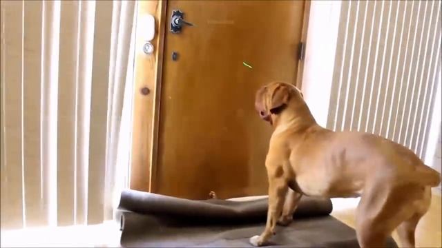 Смешная Реакция Собаки И Кошки На Лазерные Указки ? ? смотреть онлайн