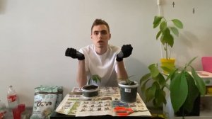 МАНГО ИЗ КОСТОЧКИ и АВОКАДО спустя 1 год| посадка и пересадка в домашних условиях