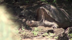 Island hopping the Galapagos Islands: Puerto Ayora