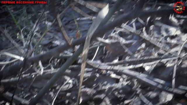 Первые весенние грибы начинаются: сморчки конические, сморчковые шапочки, строчки гигантские смотреть онлайн