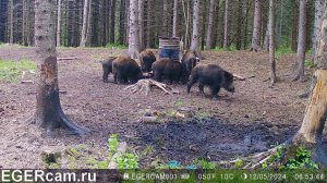 Кабаны. Опять все растаяло ... веселятся ) Всегда свежие фото и видео с фотоловушек Егерькам.