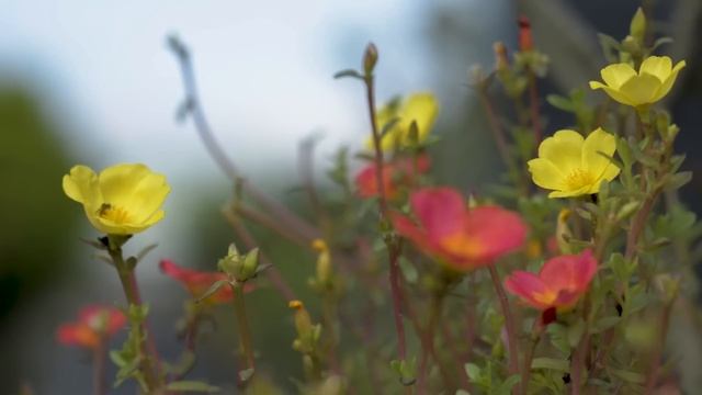 Убегая от отчима, маленькая девочка наткнулась на стаю диких волков. А когда она решила что это... смотреть онлайн