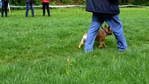 Фар Фазей CACIB (WKU) 14.05.2017 Кишинев