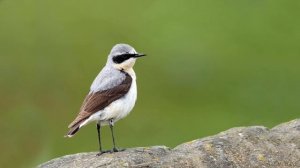Голоса птиц Как поёт Каменка обыкновенная