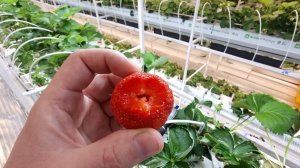 КЛЕРИ \ СЕНСАЦИЯ \ ФУРОР - СОРТА КЛУБНИКИ В МОЕЙ ЛАБОРАТОРИИ