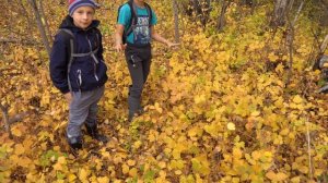 Золотая осень на Большой Черемшанке. 4К