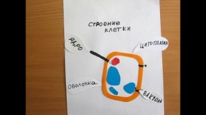 строение клетки