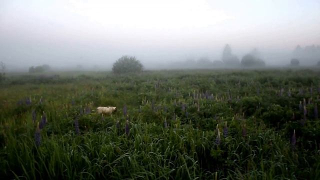 Русский охотничий спаниель Бим. Фрагмент полевых испытаний по болотно-луговой дичи.