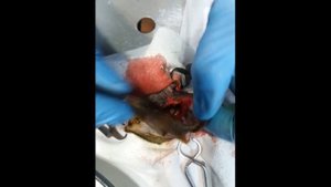 Удаление  ушного прохода у кота. Removal of an ear tumor in a cat