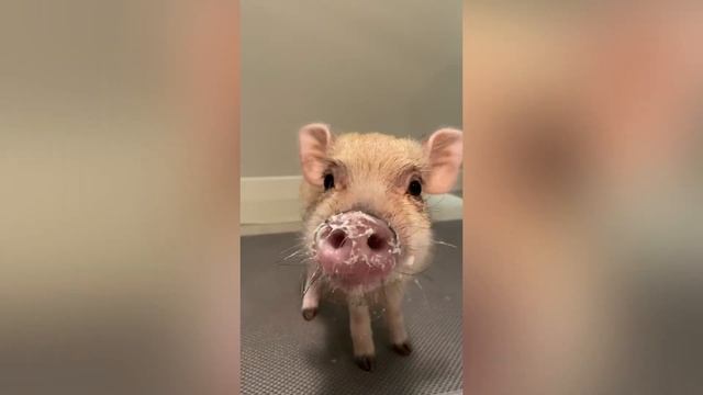 Смешная хрюшка и милые видео с минипигом "Булочка" Mini pig смотреть онлайн
