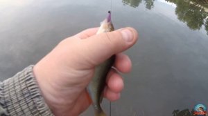 Мормышинг с Nisus Mormo Stick