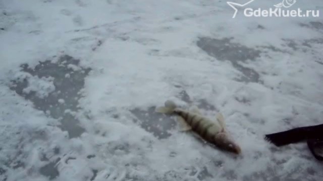 На судака и берша