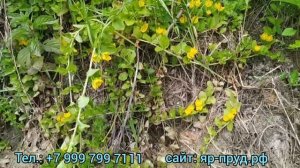Вербейник Монетчатый (Lysimachia Nummularia),       Monetized Verbena