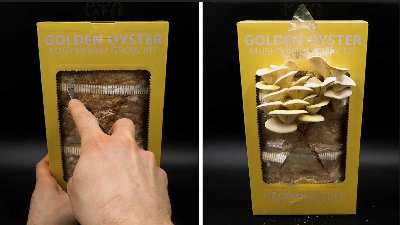Выращивание грибов золотые вешенки, два урожая за 22 дня  - создано Boxlapse
