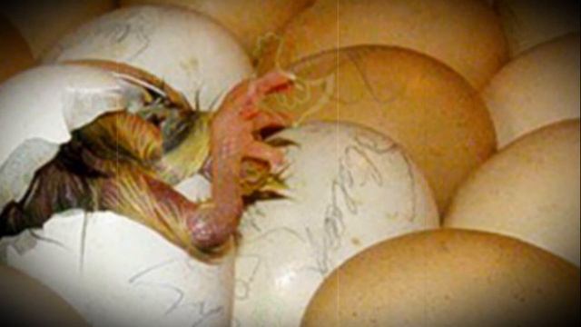 Надо ли как то помогать цыплятам вылупляться в инкубаторе
