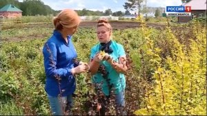 Пузыреплодники. Шубина Людмила Николаевна. Сад Шубиной.