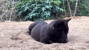 Vang Hoa Build more canteens, plant more peach blossoms around the garden, king kong amazon