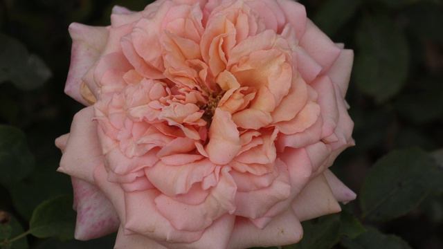 Карл Нильсен -чайно-гибридная роза, Питомник роз Полины Козловой rozarium.biz смотреть онлайн