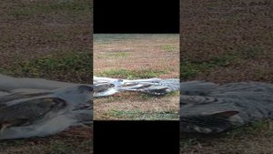 Смертельная схватка.