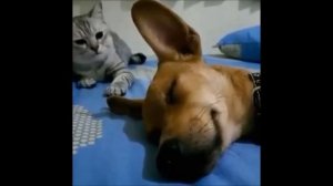 Как пукают животные??? умираю со смеху ?