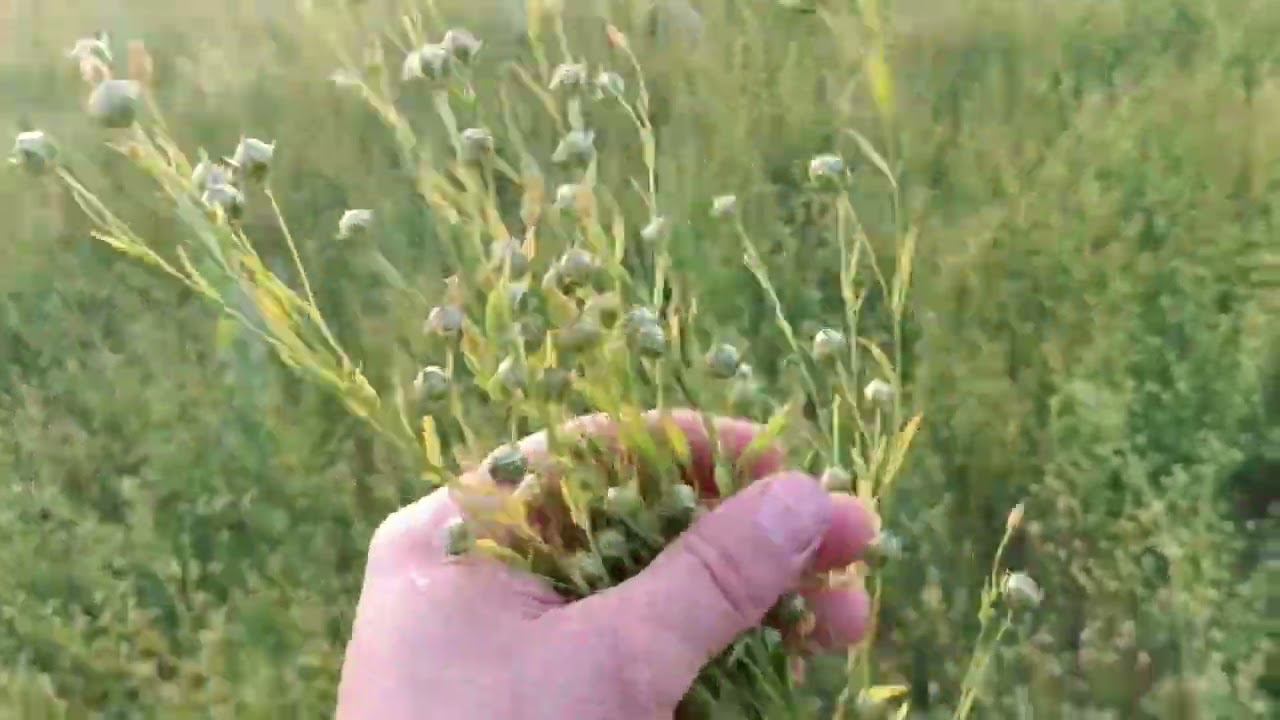 Наш лён масличный