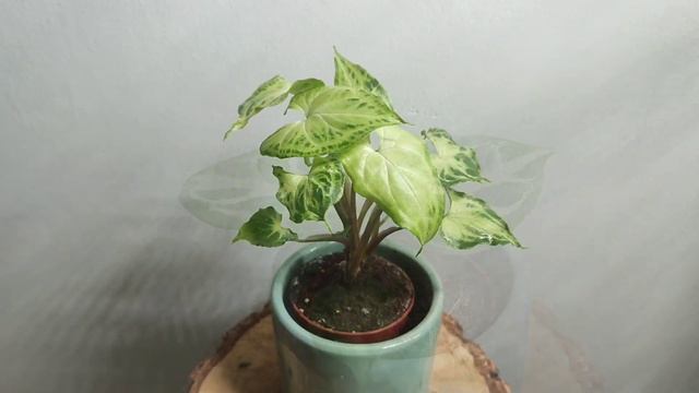 MOJA KOLEKCJA MAŁYCH ROŚLIN| BABY PLANTS| ANTHURIUM HOYA PHILODENDRON смотреть онлайн