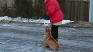 Дрессировка шарпея