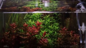 Red Plants (Aquatic)