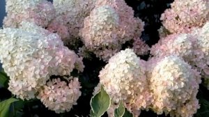 Метельчатые гортензии  в ЖАРУ! Осенняя подкормка метельчатых гортензий. 24.08.2022