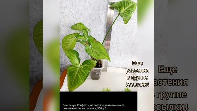 11.08.23 #Растения почтой?Сингониумы?Эпипремнумы?Рипсалис #Липецк #цветы #растения #купить #short